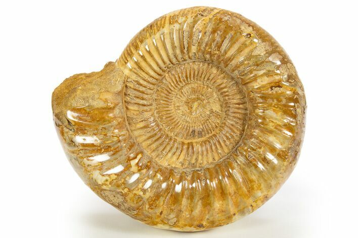 Polished Jurassic Ammonite (Kranosphinctes) - Madagascar #312362